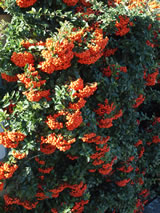 Pyracantha  'Orange Glow'