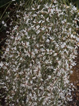 Retama monosperma 