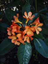 Rhododendron vireya 'Golden Charm'