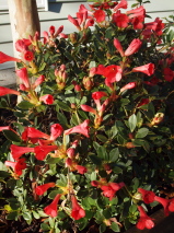 Rhododendron vireya 'Saxon Glow'