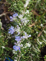 Rosmarinus officinalis 'Chef's Choice' PVR