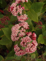 Rondeletia amoena 