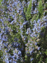 Rosmarinus officinalis 'Mozart'