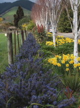 Rosmarinus officinalis 'Mozart'