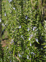 Rosmarinus officinalis 'Tuscan Blue'