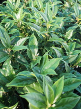 Sarcococca orientalis 