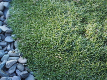 Scleranthus brockiei 