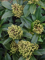 Skimmia X Confusa Kew Green Skimmia Plant List Vibrant Earth