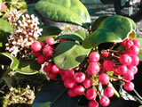 Skimmia japonica Skimmia japonica
