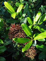 Skimmia japonica Female