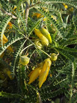 Sophora molloyi 'Dragons Gold'