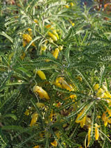 Sophora molloyi 'Dragons Gold'