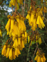 Sophora microphylla. 