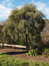 Sophora microphylla. 