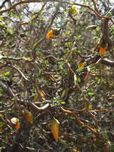 Sophora prostrata. 