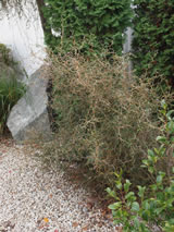 Sophora prostrata. 