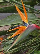 Strelitzia reginea 