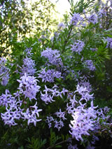 Syringa xlaciniata 