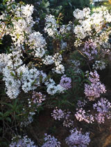 Syringa xpersica 