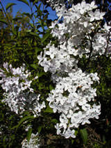 Syringa xpersica 