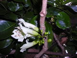 Tecomanthe speciosa. 