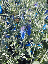 Teucrium fruiticans 'Azure'