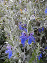 Teucrium fruiticans 'Azure'