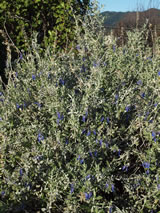 Teucrium fruiticans 'Azure'