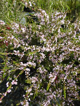 Thryptomene saxicola 'Rosea'