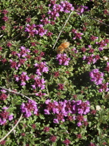 Thymus serpyllum 'Coccineus'