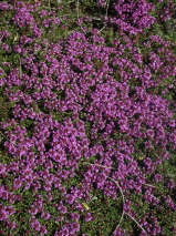 Thymus serpyllum 'Coccineus'