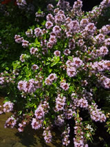 Thymus x citriodorus 'Aureus''