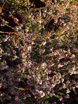 Thryptomene saxicola 'Rosea'