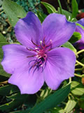 Tibouchina grandiflora. 