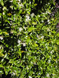 Trachelospermum jasminoides 