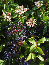 Viburnum tinus 'Emerald Beauty'