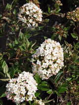 Viburnum carlesii 