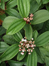 Viburnum davidii 'Male'