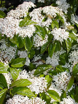 Viburnum japonicum 