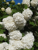 Viburnum opulus 'Sterile'