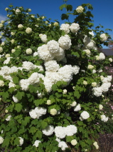 Viburnum opulus 'Sterile'