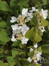 Viburnum plicatum f. tomentosum 'Mariesii'