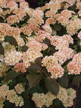 Viburnum plicatum f. plicatum 'Rosace'