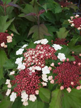 Viburnum sargentii 'Onondaga'