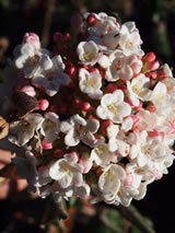 Viburnum x burkwoodii 