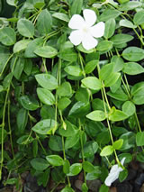 Vinca minor 'Gertrude Jekyll'