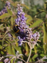 Vitex agnus-castus 