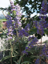 Vitex agnus-castus 