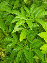 Vitex lucens. 
