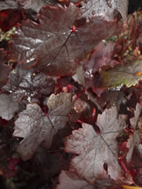Vitis vinifera 'Purpurea'